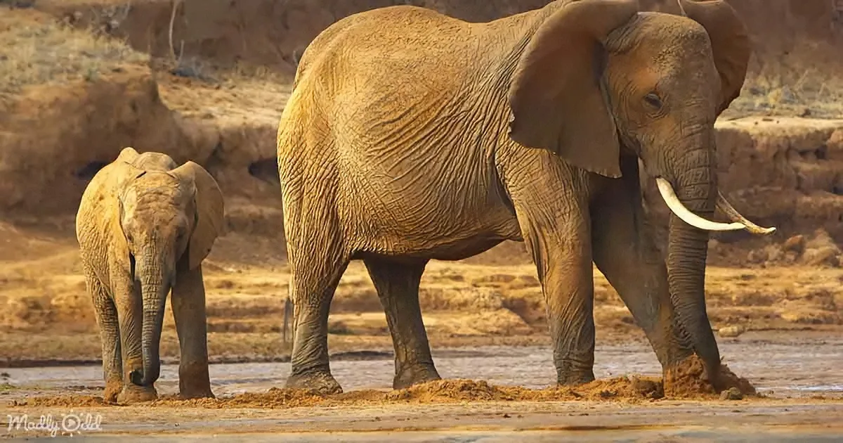A large elephant with a baby stands in muddy water, surrounded by dry, barren land.