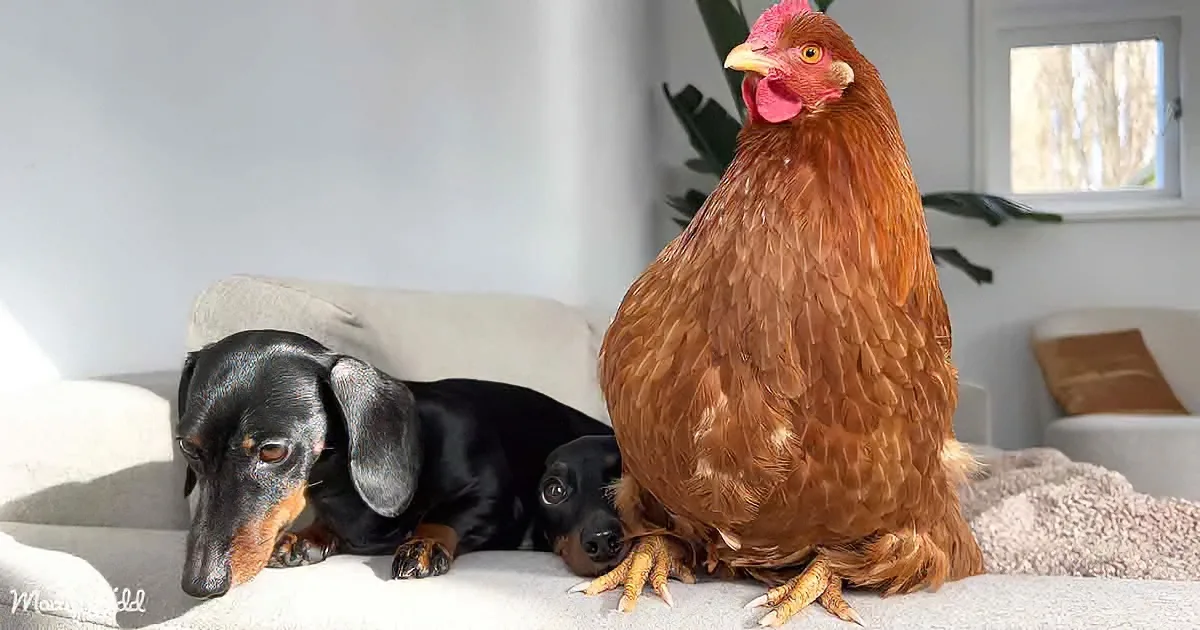 A dachshund and a chicken are resting together on a cushioned surface.