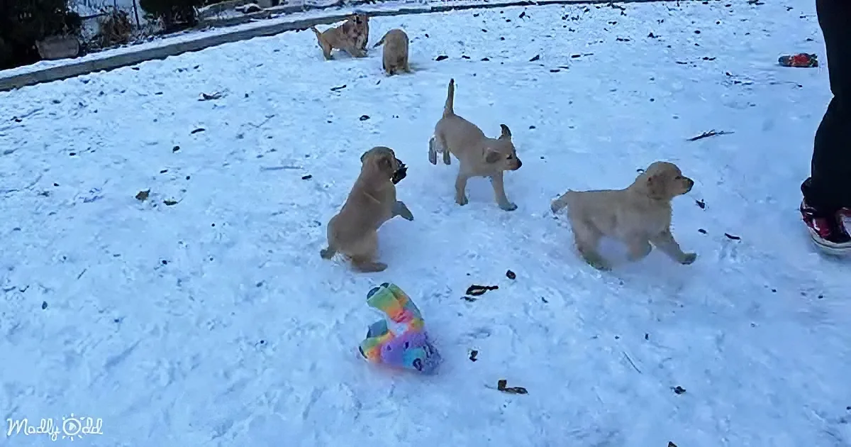 Four playful puppies in snow追逐着彩色玩具,背景中还有其他小狗。