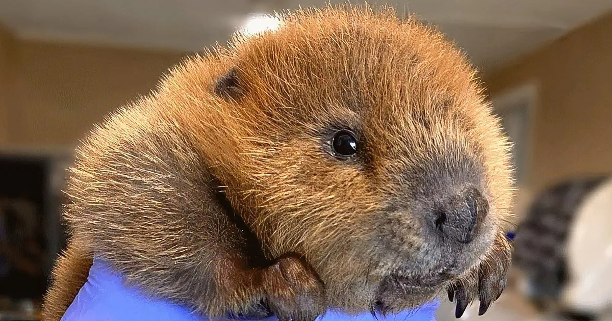 A baby otter with wet fur is being held gently by someone wearing blue gloves.
