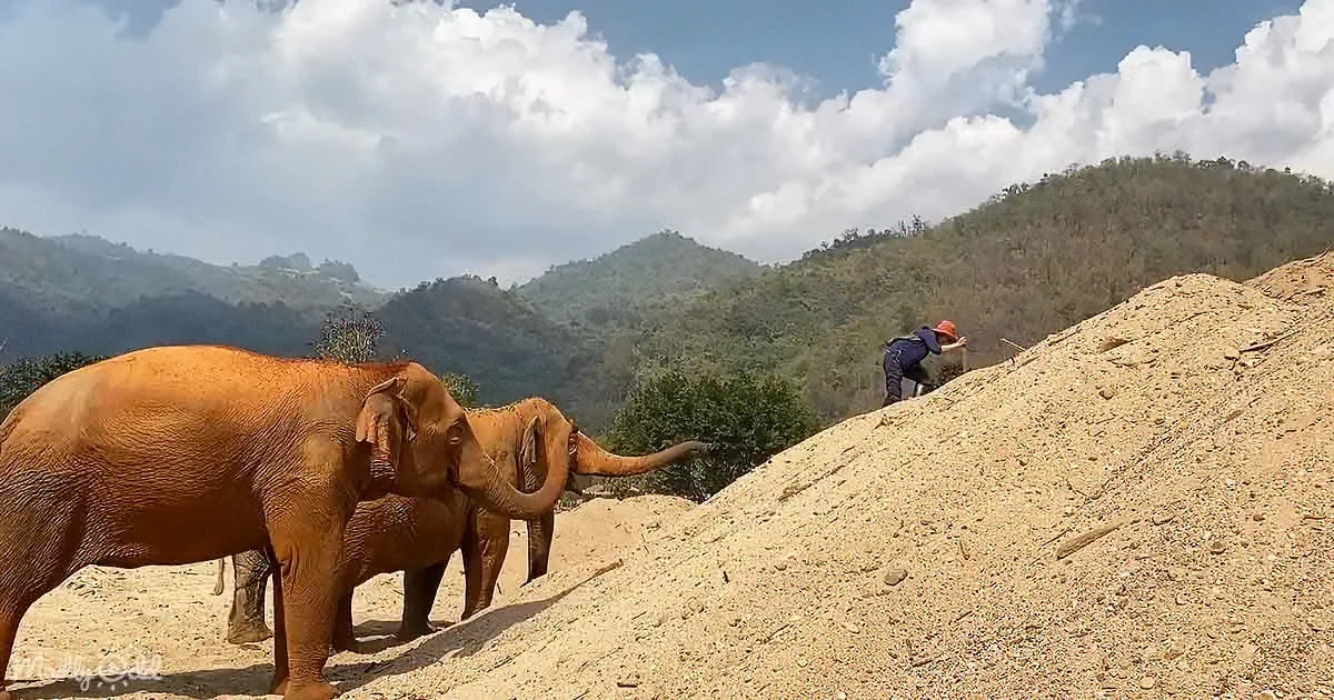 Two elephants stand near a sand pile as a person in a hard hat works nearby, with mountains and clouds in the background.