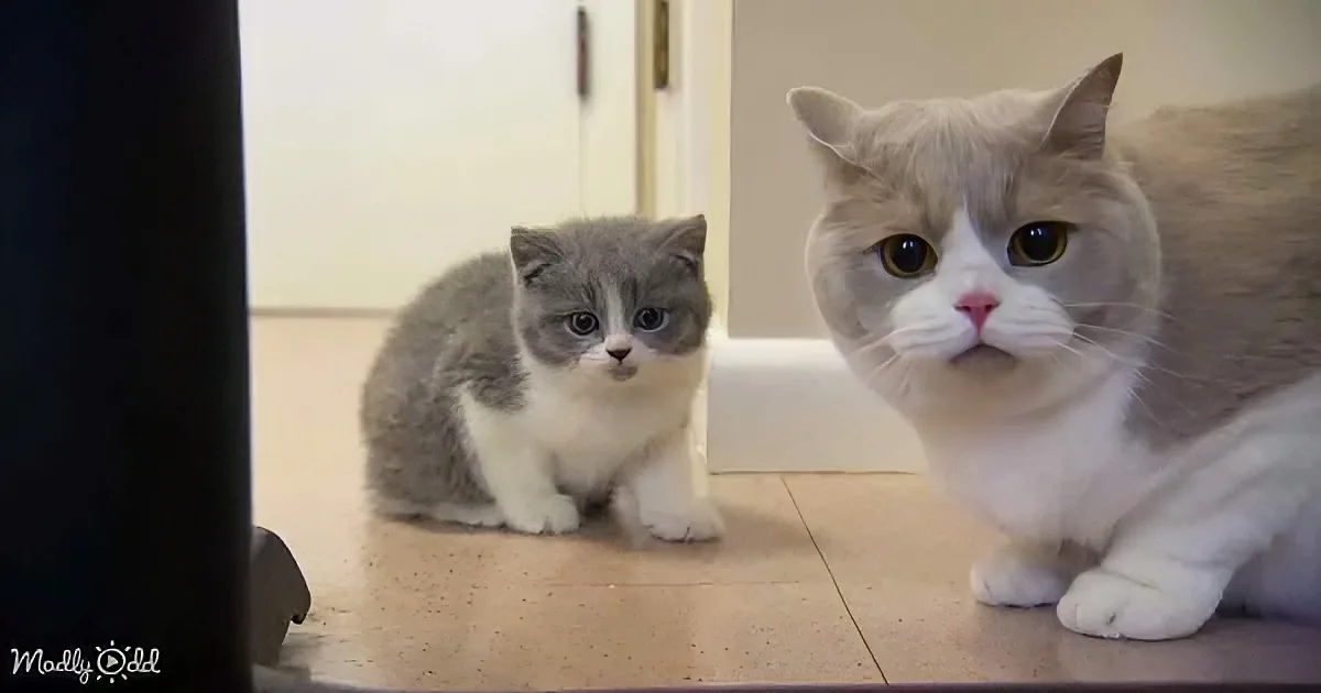 Two cats, one small gray and white, the other larger white and gray, sit side by side on a tiled floor.