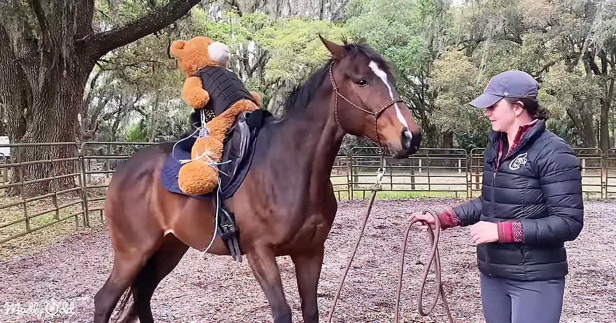 A brown horse with a teddy bear on its back stands in a fenced area, while a woman holds a rope nearby.