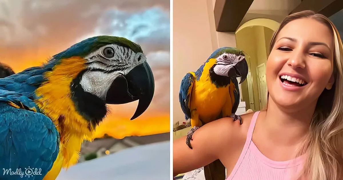 A vibrant blue-and-yellow macaw perches on a person's shoulder, showcasing its striking colors and large beak.