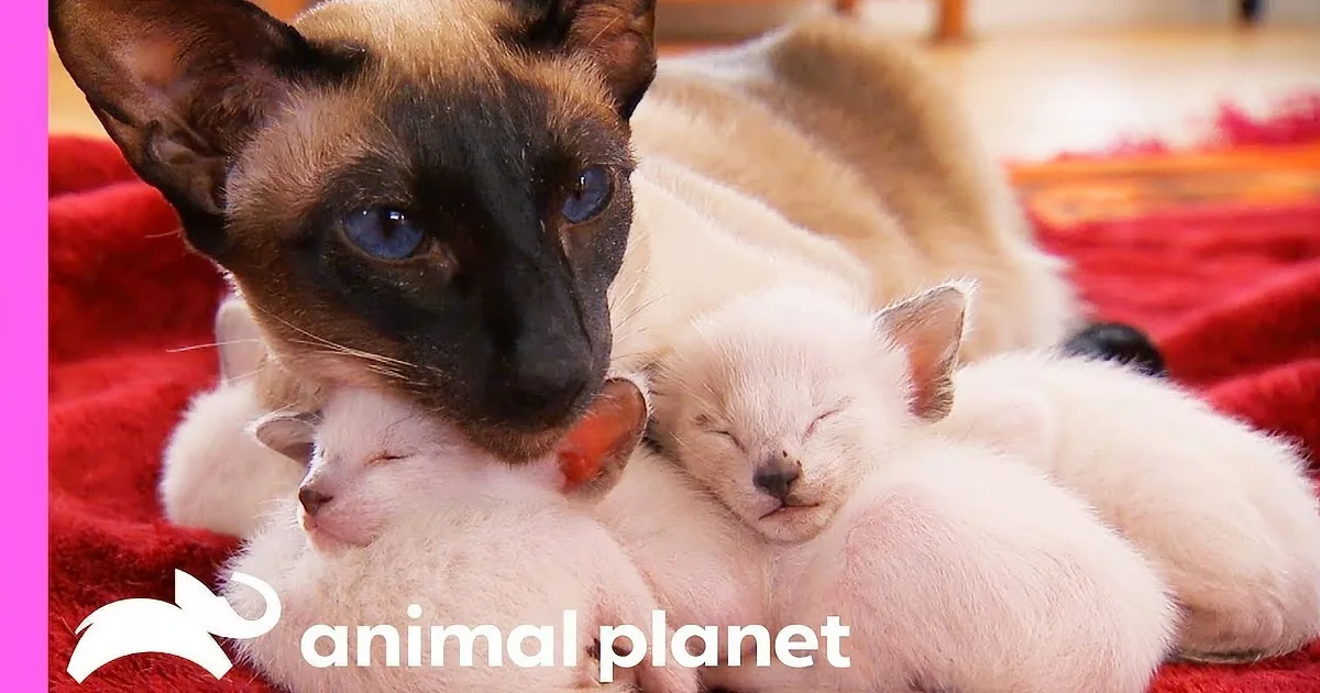 A Siamese cat licks its white kittens, all resting on a red blanket.