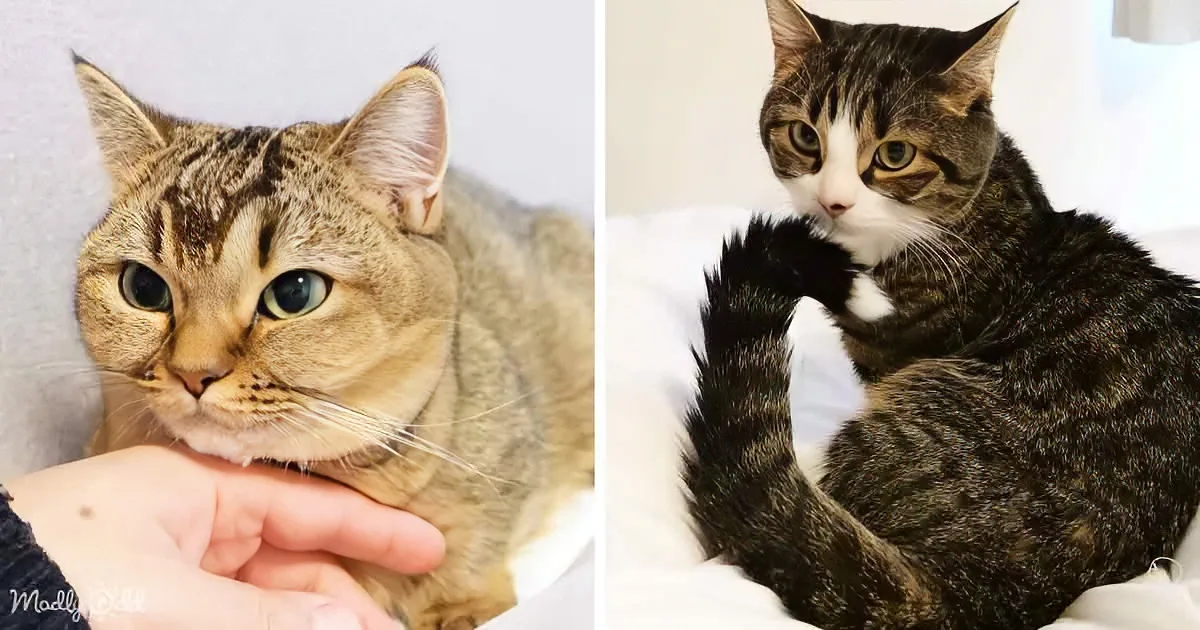 A tabby cat with blue eyes is being petted, while another tabby cat with a white patch sits on a white surface.