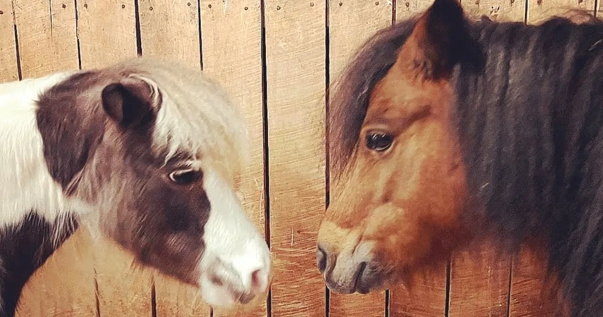 'When Love Seems Lost: a Horse's Struggle to Overcome Grief and Loneliness'