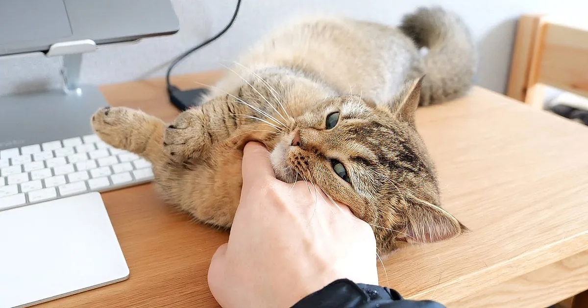 Adorable Alert: Kitten Invades Work Desk and Steals Hearts