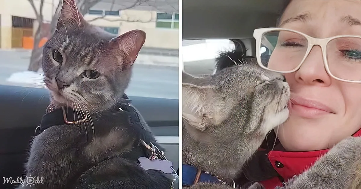 A gray cat wearing a harness sits in a car, looking to the side, while a person in a red jacket holds the cat close.