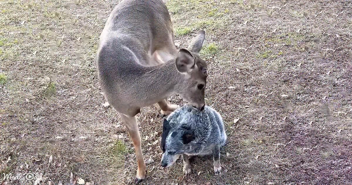 Deer and Cattle Dog Share Unbelievable, Heartwarming Bond