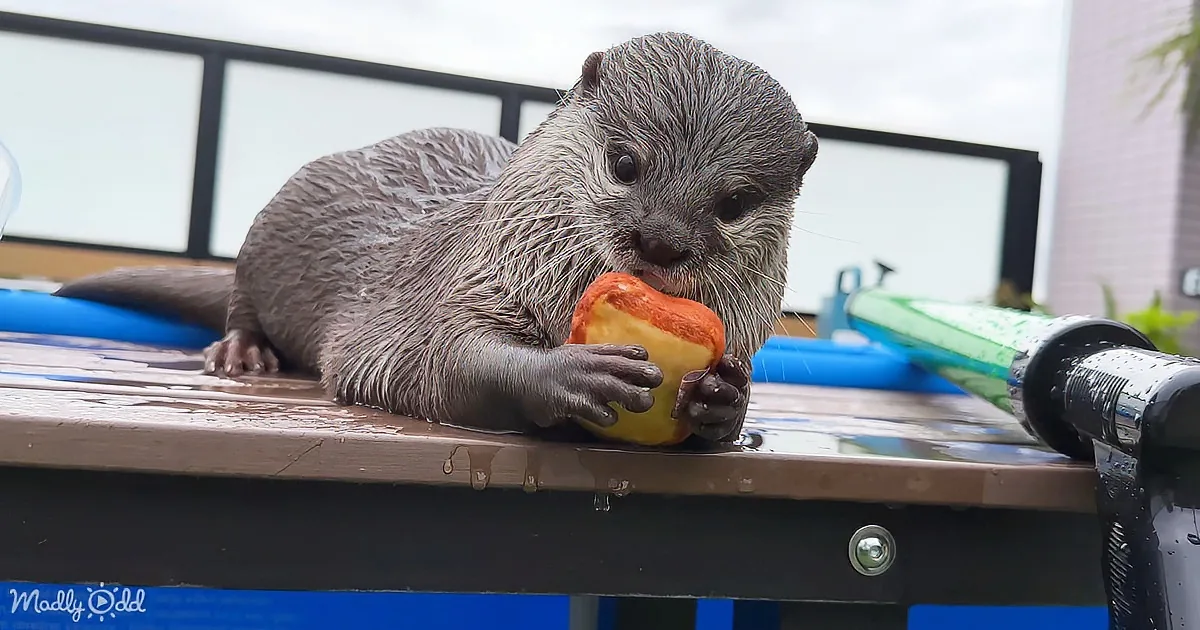 An otter is eating a peach on a wet wooden table, with a blue and green object in the background.