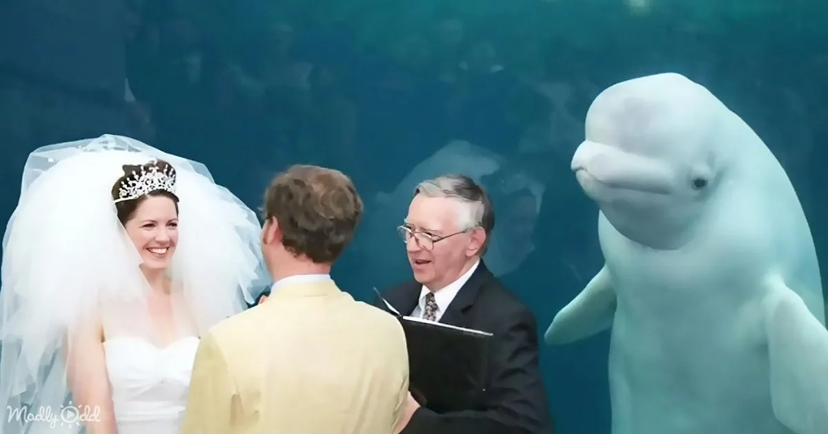 Beluga Whale Adds Surprise Element to Aquarium Wedding