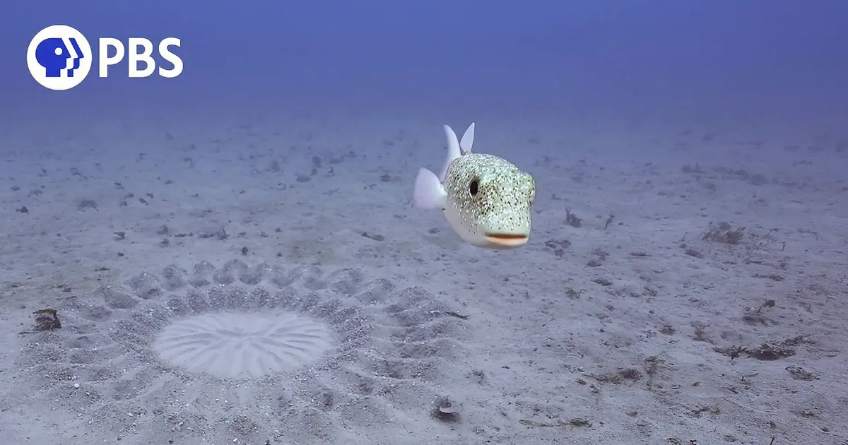 Puffer Fish Plays Cupid, Creates Mind-Blowing Art to Impress His Crush