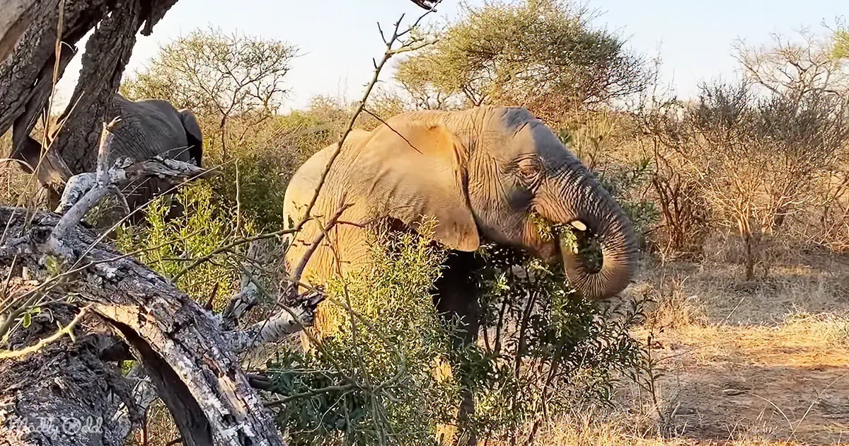 An elephant is feeding on leaves from a tree in a dry, bushy savanna landscape.
