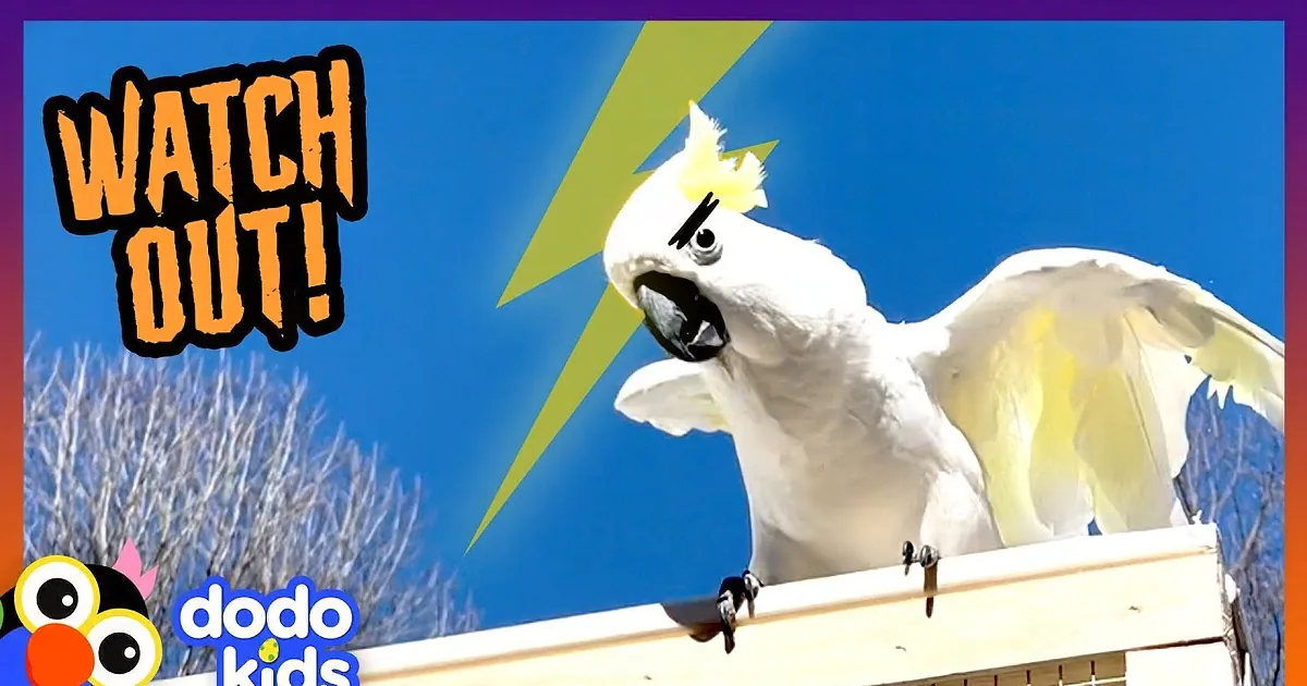 A white cockatoo with a yellow crest perches on a roof against a clear blue sky.