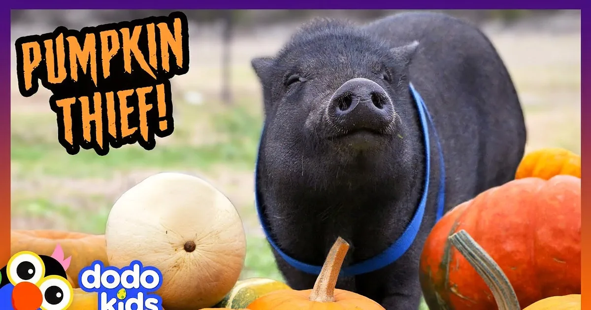 An Adorable Pig Tale of Carlton the Neighborhood Pumpkin Thief