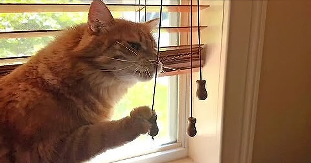 A fluffy orange cat sits by a window, gazing outside with sunlight streaming in.