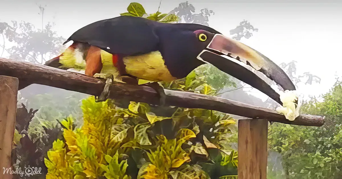 A toucan perches on a wooden beam, showcasing its vibrant yellow and black plumage and large beak.