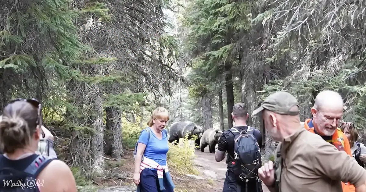 A group of people hiking in a forest encounters two bears on the trail.