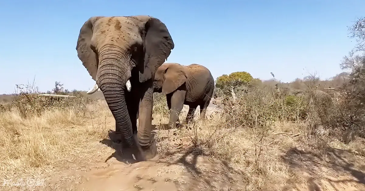 Two elephants, one large and one smaller, stand in a dry, grassy area with sparse vegetation under a clear blue sky.