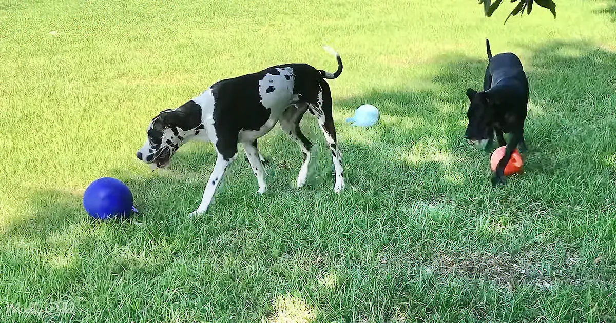 Two dogs play with colorful balls on a grassy field under a tree.
