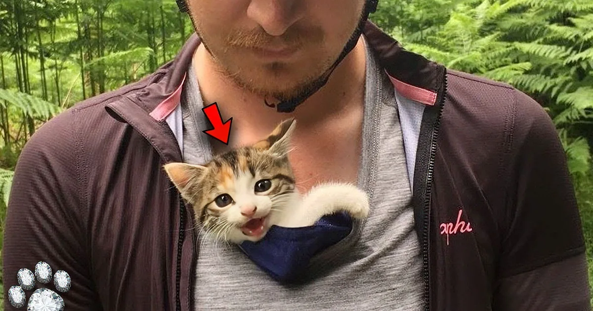 A kitten with its mouth open is nestled in a person's chest pocket, wearing a blue cloth.