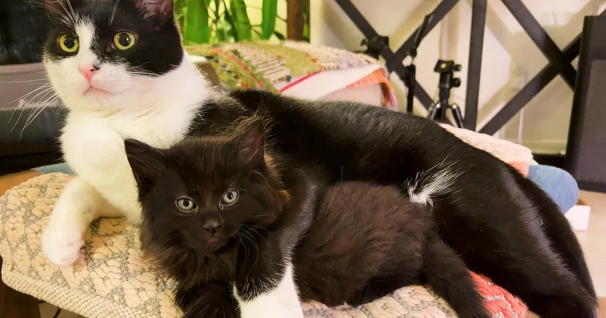 A black kitten and a white and black cat rest together on a patterned blanket.