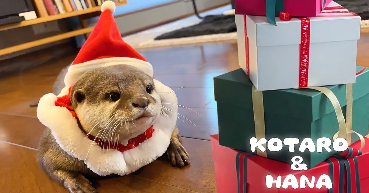 An otter wearing a Santa hat sits beside a stack of wrapped Christmas presents on a wooden floor.