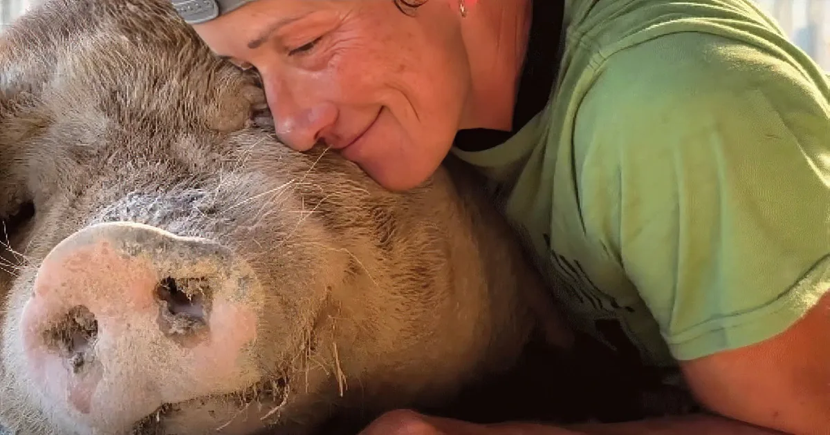 A person is lying on the ground, embracing a large pig, both appearing happy and relaxed.