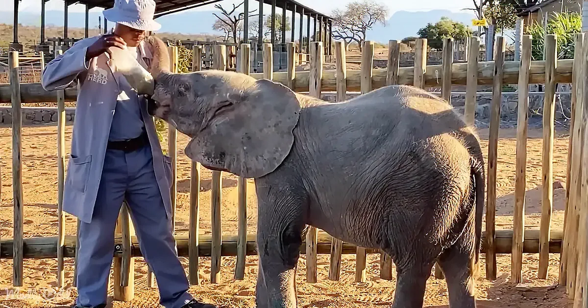 A person in a hat feeds a baby elephant from a bottle in a fenced enclosure.