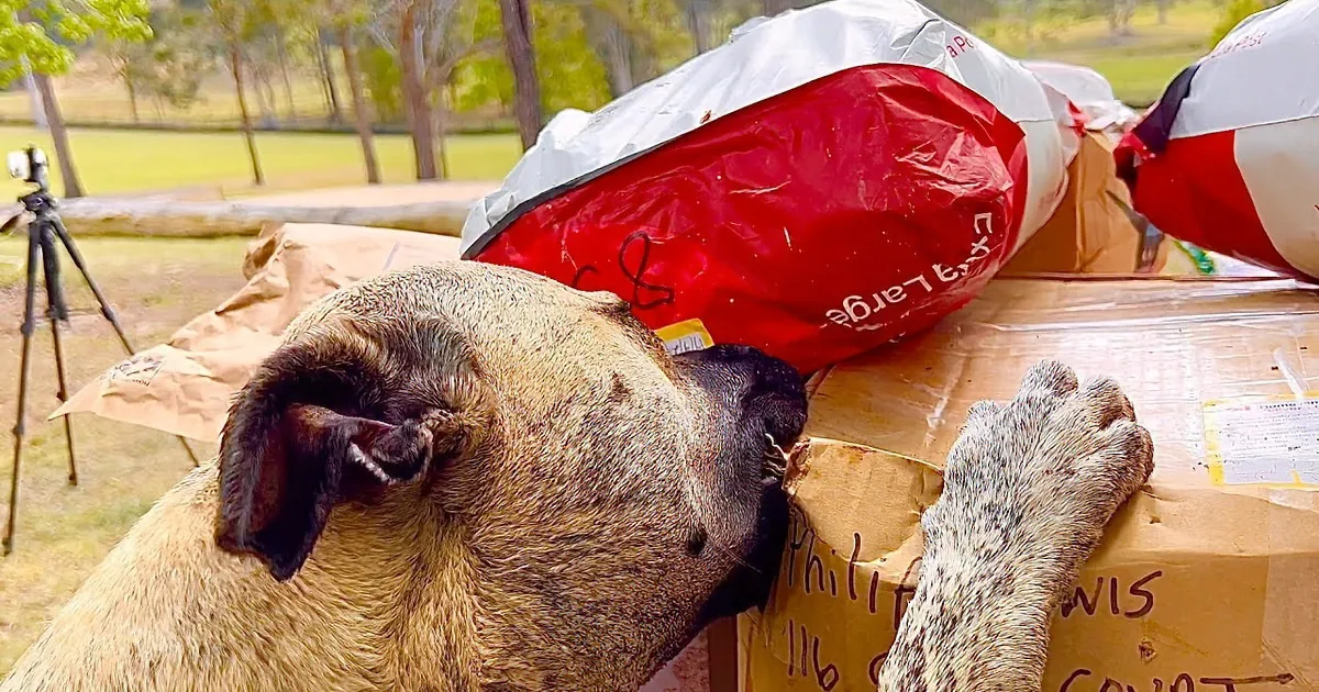 A brown dog stands amidst a pile of Amazon and USPS boxes, with another dog partially visible in the foreground.