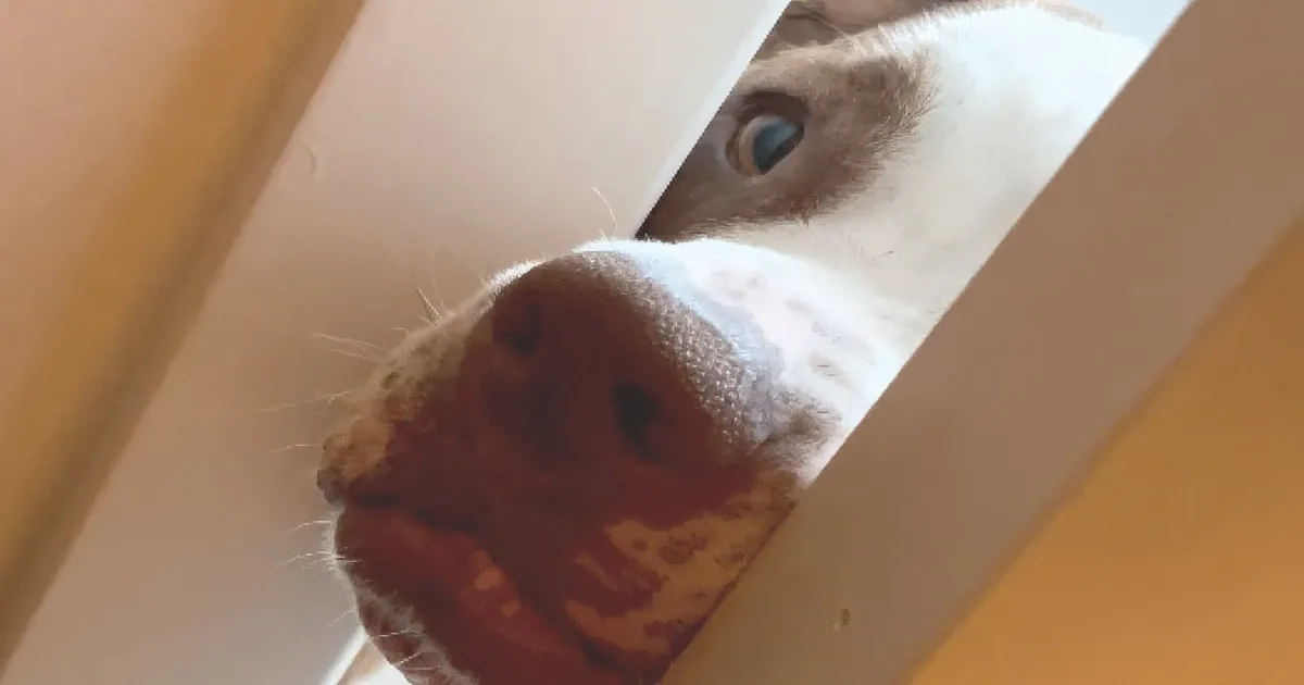 A curious dog peers through a gap, its nose and mouth visible, with a yellow background.
