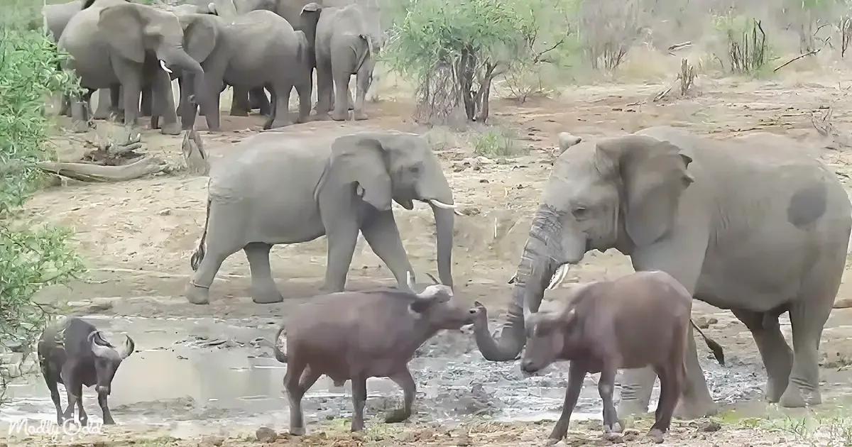 Epic Showdown When Elephant Bull Chases Away a Stampede of Buffalo
