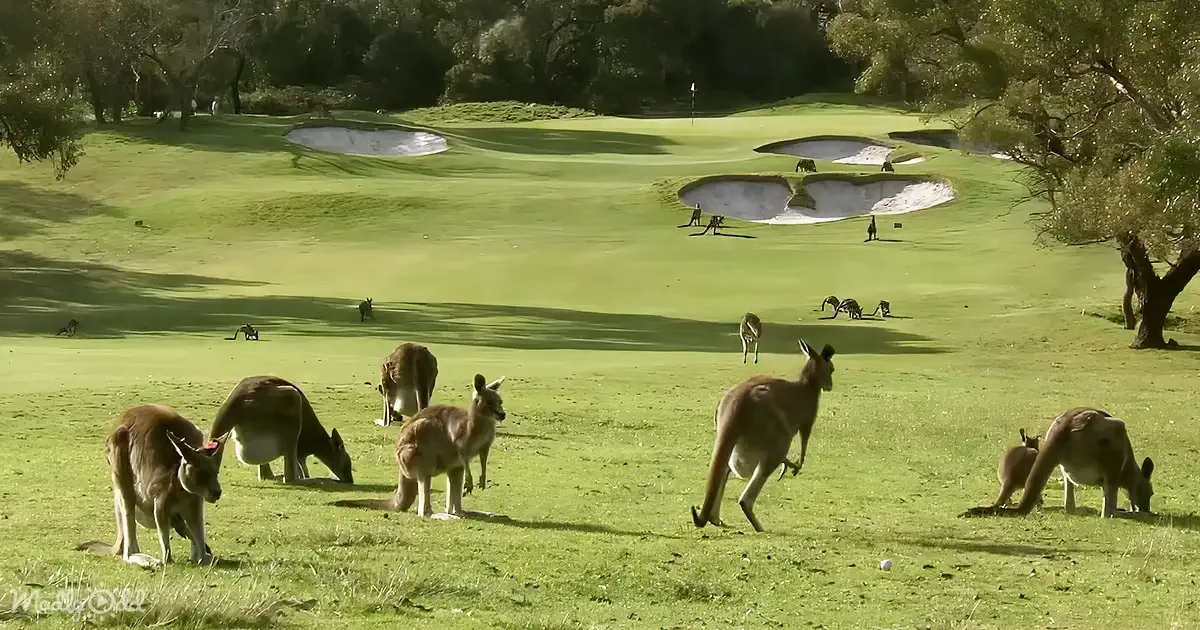 Kangaroos graze on a golf course with sand traps and trees in the background.