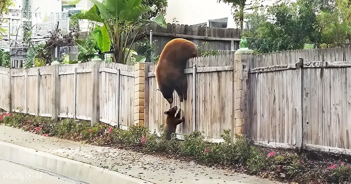 A bear is climbing over a wooden fence, with its cub following closely behind.