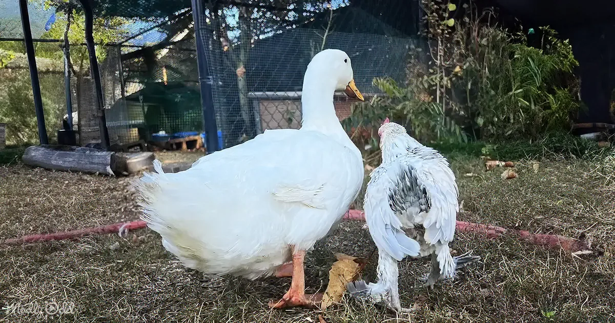 Lonely Chicken Discovers Joyful Companionship in Feathered Friends' Embrace
