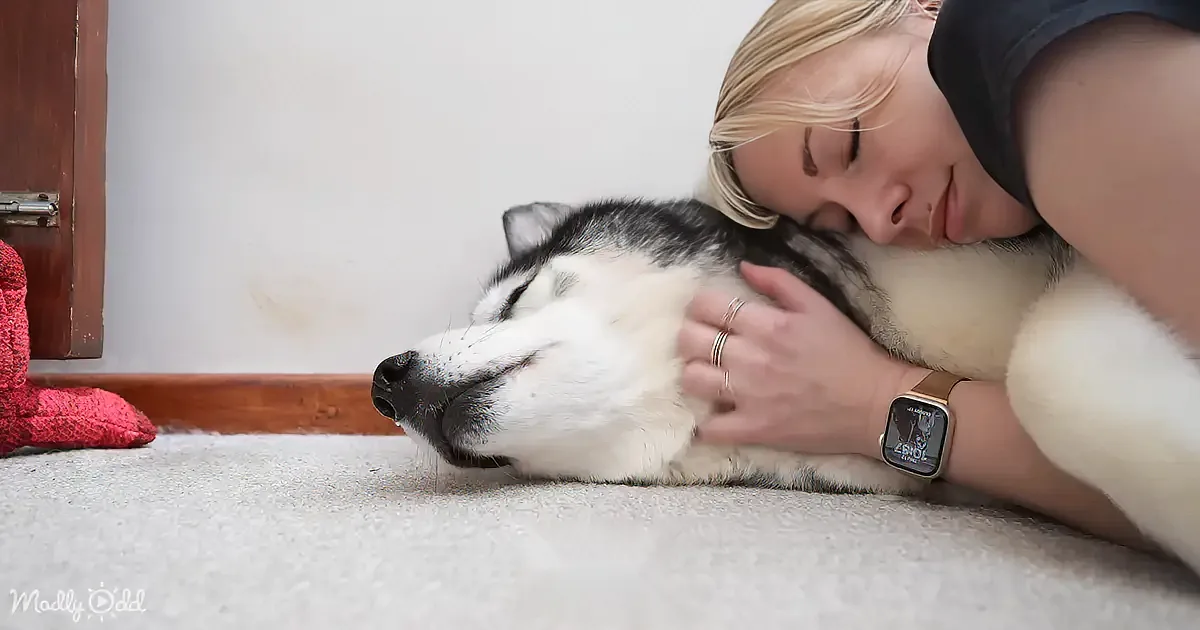 Husky Startled Awake by Surprise Visit From Best Friend