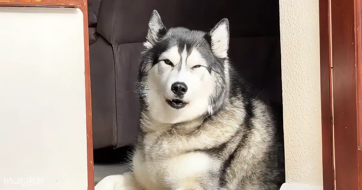 Husky's Melodramatic Battle for the Beloved Beanbag
