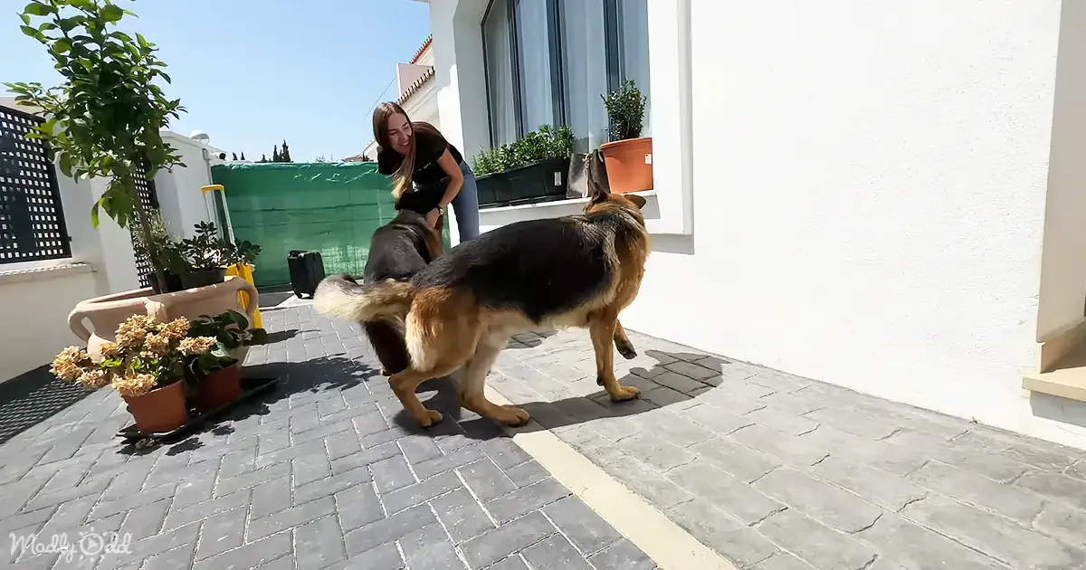 German Shepherds' Joyful Reunion With Owners After Extended Separation