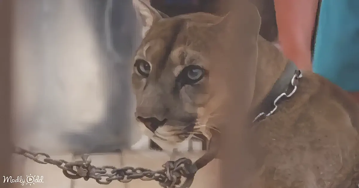A close-up of a puma with a chain collar, looking alert and intense.