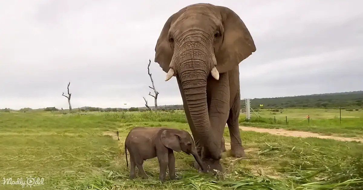 A large elephant and a smaller elephant are standing on a grassy field, with the larger elephant appearing to be the mother.