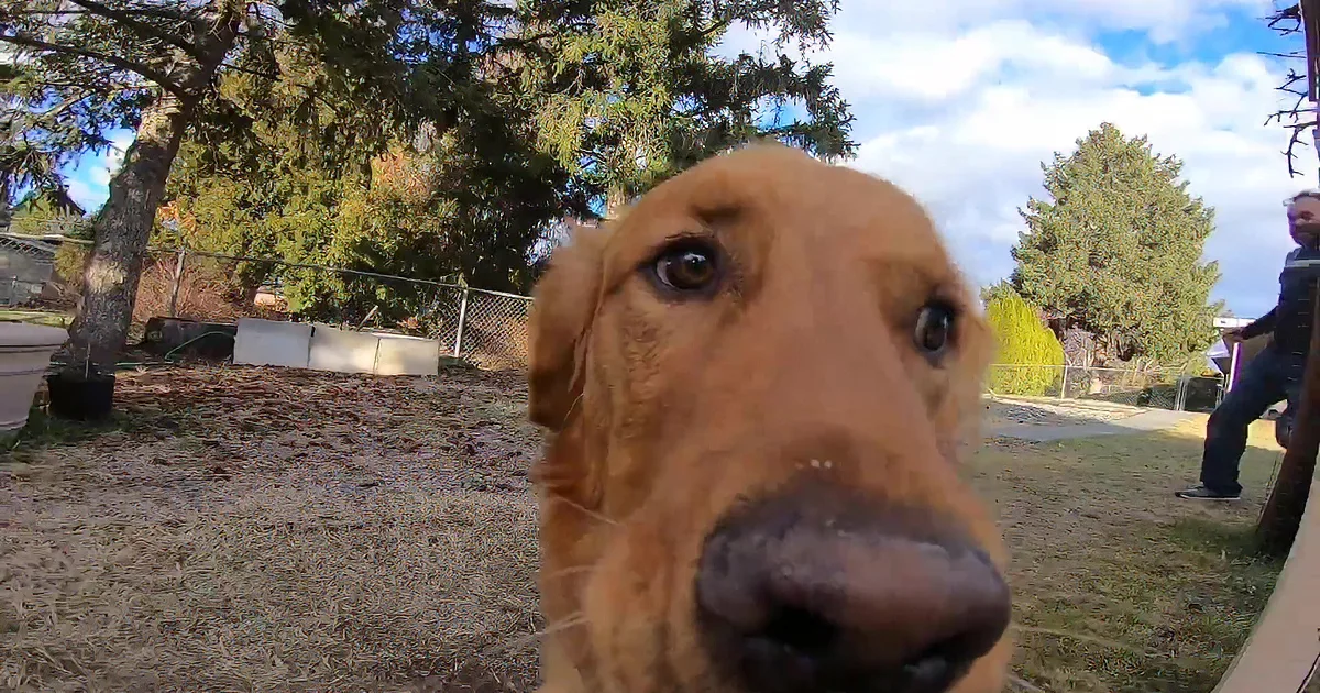 A golden retriever holds a microphone in its mouth, standing on dry grass in a yard.