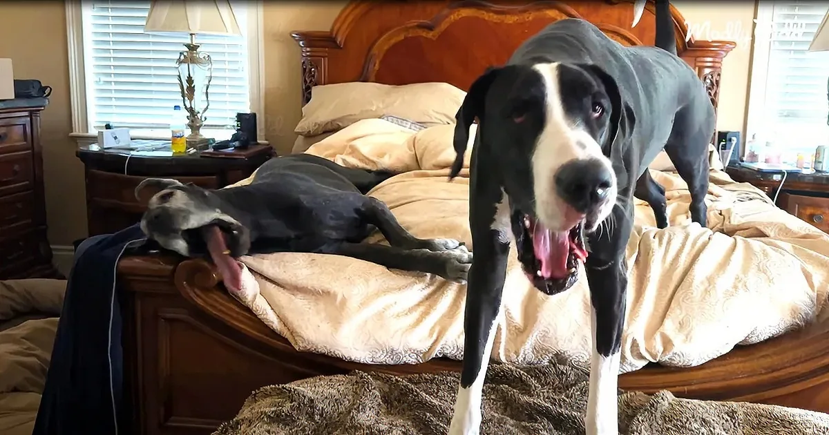 Funny Great Danes'' Wake-up Routine Is Hilarious