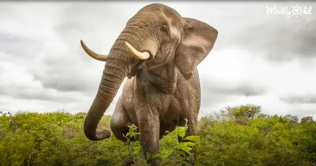 Death-Defying Mission to Rescue Doomed Elephant Herd