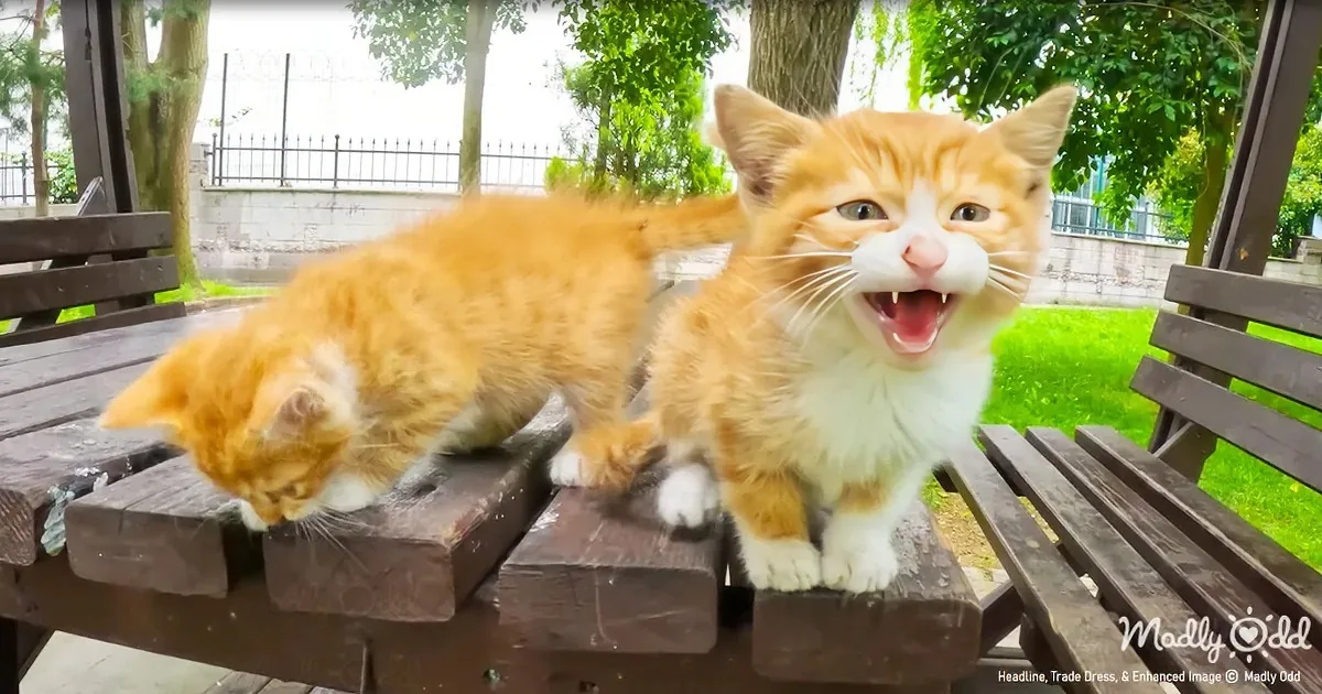 Two orange cats, one yawning, sit on a wooden bench in a garden setting with greenery and a fence in the background.