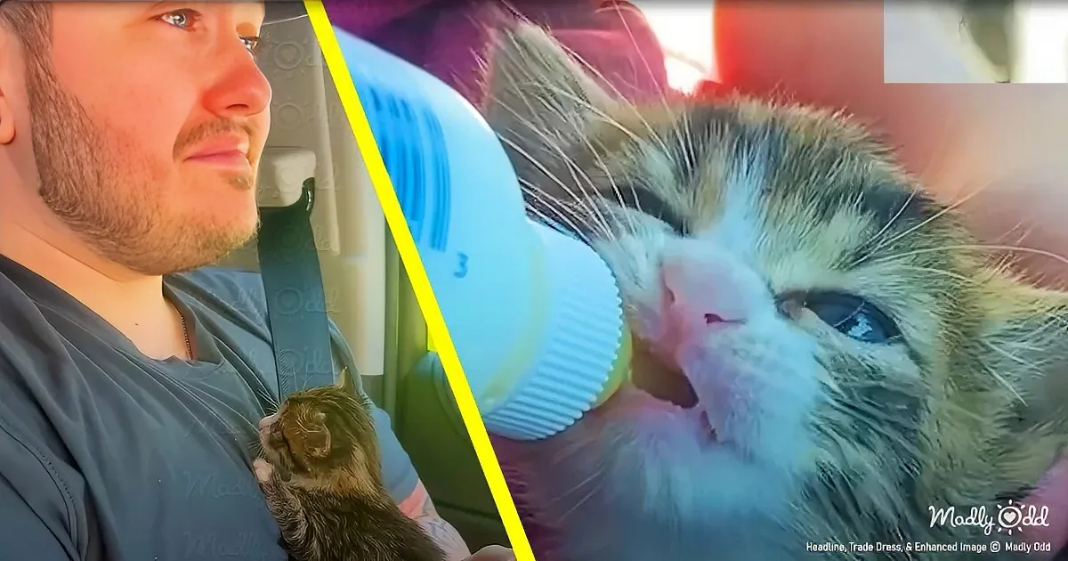 A man holds a small kitten in his lap while the kitten drinks from a bottle.