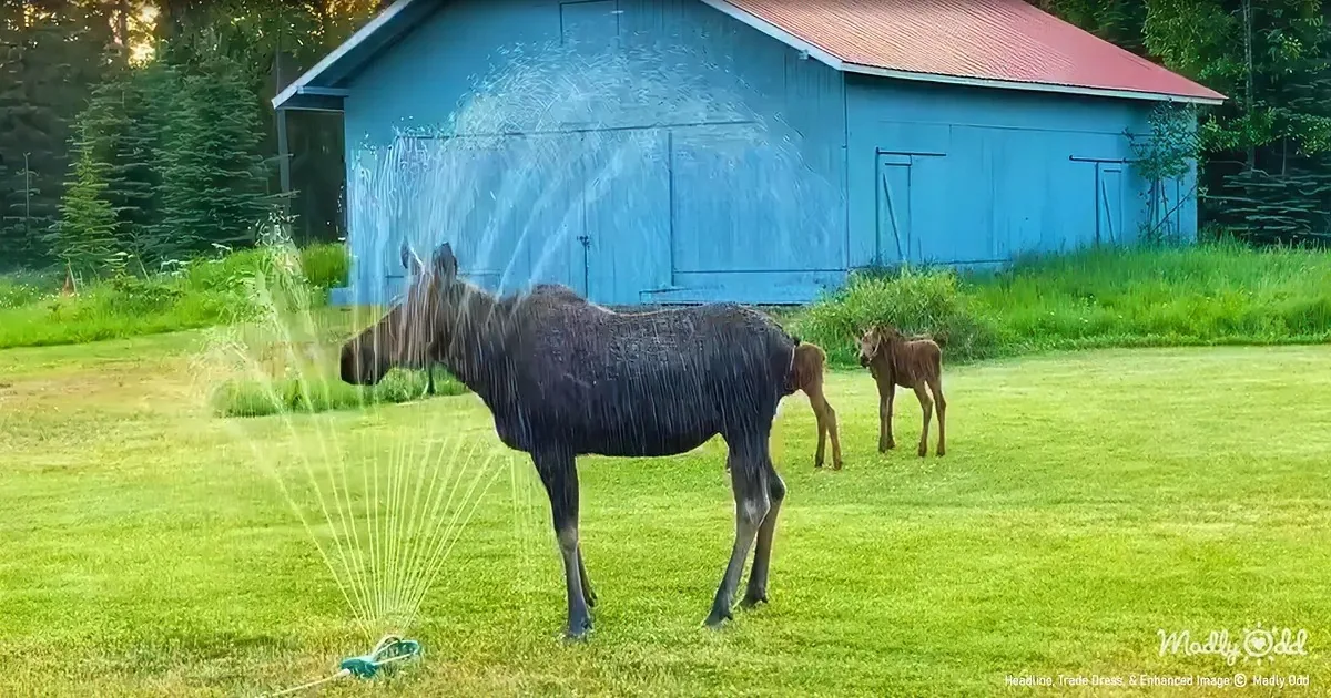 Mama Moose Treats Herself to 'Spa Day' During Heatwave