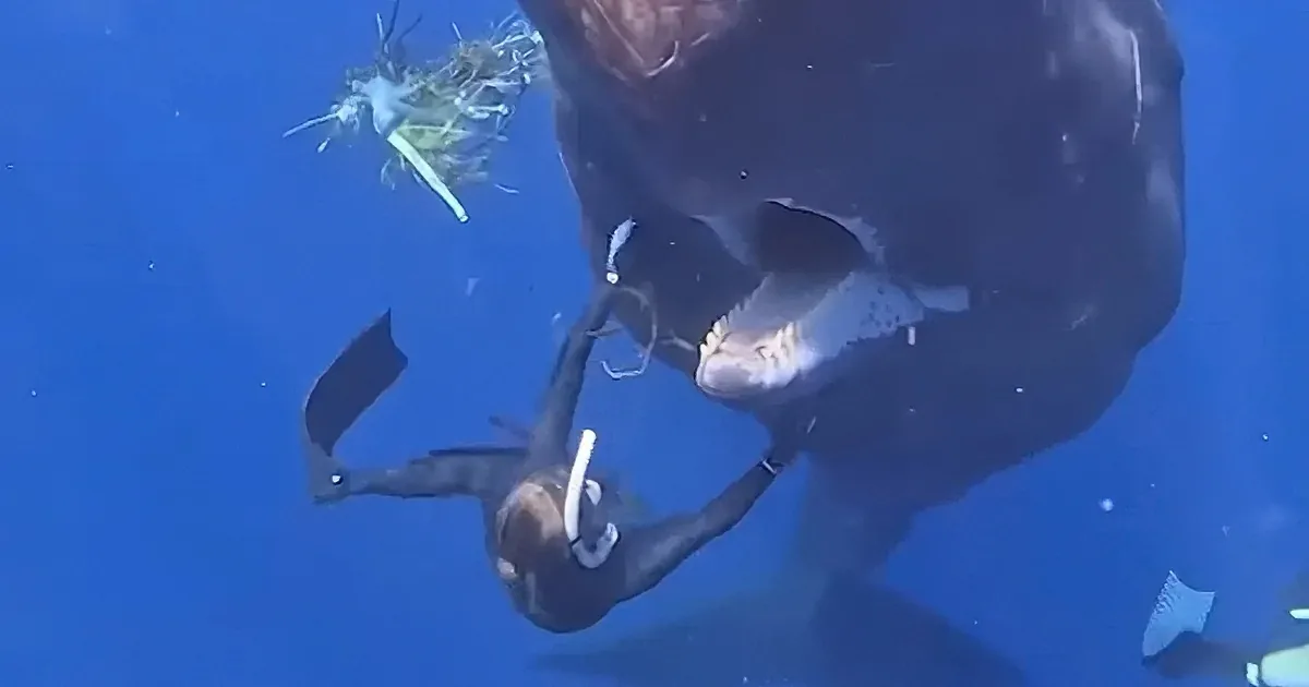 A scuba diver in a black wetsuit swims underwater, holding a bundle of seaweed.
