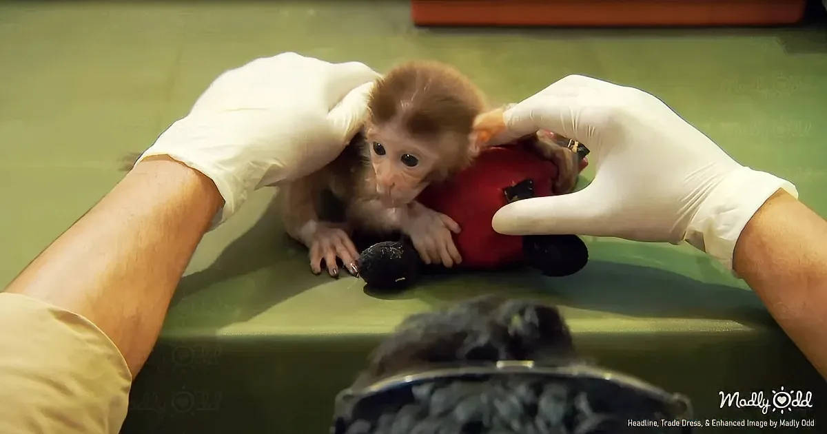 A small monkey is being held by gloved hands, interacting with a red plush toy.