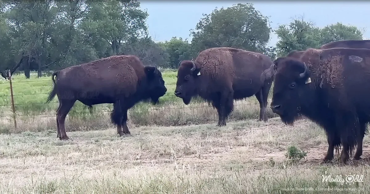 Three bison stand in a grassy field, facing each other, with trees in the background.